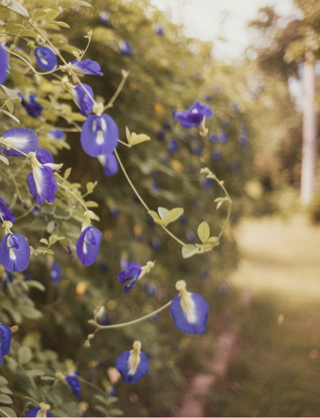 Short video of blue pea flowers falling from plant